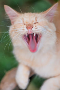 Close-up of cat yawning