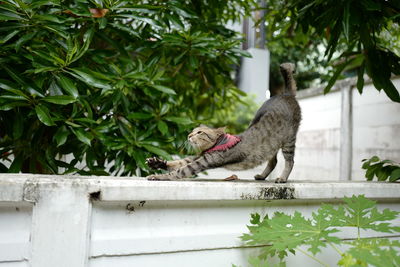 Cat sitting on a plant