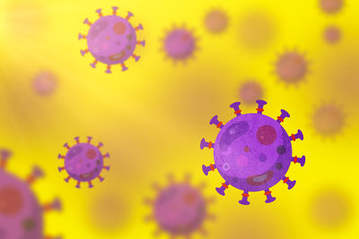 Close-up of purple flowering plant