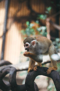 Monkey sitting on branch