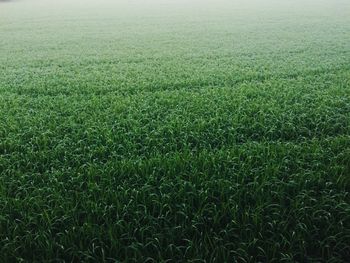 Full frame shot of grassy field