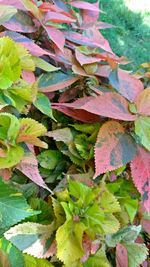 Full frame shot of leaves
