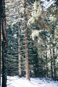 Pine trees in forest during winter
