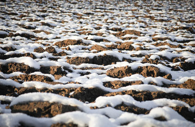 Close-up of snow covered land