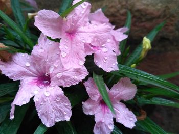 Close-up of wet purple flowers