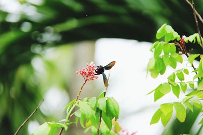 Close-up of insect on flower