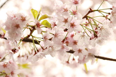 Close-up of apple blossoms in spring