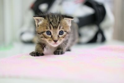 Close-up portrait of tabby kitten