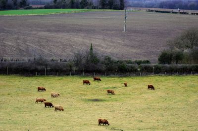 Sheep grazing on field