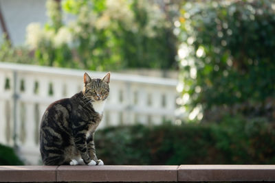 Cat sitting on retaining wall against plants