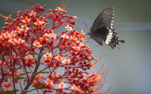 Close-up of butterfly pollinating on plant