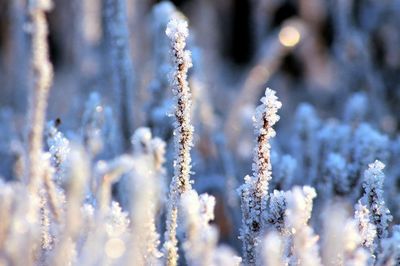 Close-up of frozen plant