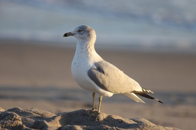 Close-up of seagull perching on beach