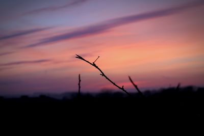 Silhouette of trees on field at sunset