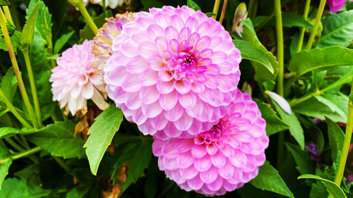 Close-up of pink flowering plant