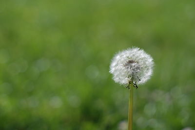 Close-up of dandelion against blurred background