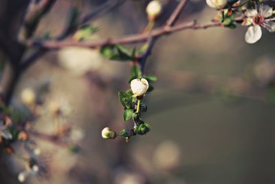 Close-up of flower buds