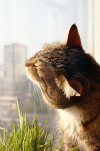 Portrait of brown and white tabby cat near to window and pet grass.