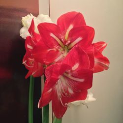 Close-up of red flower blooming outdoors