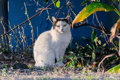 Portrait of a cat