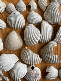 Full frame shot of shells