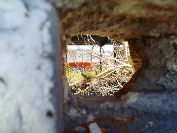 Close-up of bird nest on wall