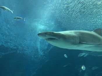 Close-up of fish swimming in sea