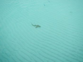 High angle view of turtle swimming in sea