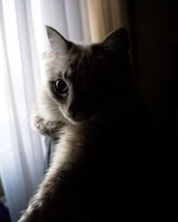 Close-up portrait of cat at home