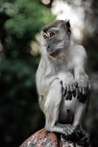 Malaysian monkey