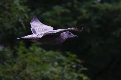 Close-up of a bird flying