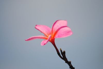 Close-up of frangipani flower