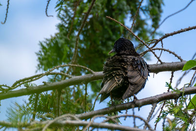 Low angle view of bird perching on tree