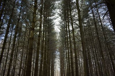 Low angle view of trees in forest