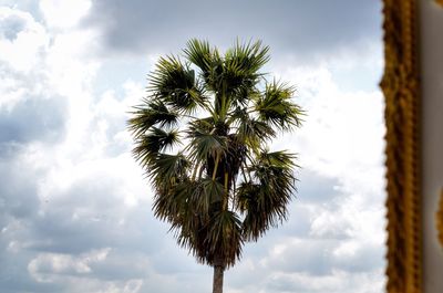 Low angle view of palm tree against sky