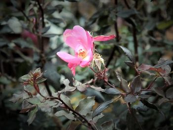 Close-up of pink flowers