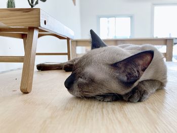 Dog sleeping on wooden table