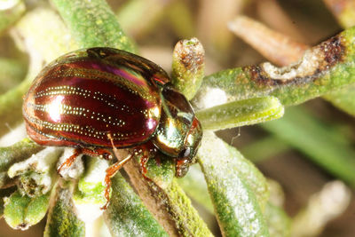 Detail shot of bug on plant