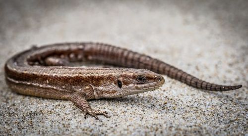 Close-up of lizard