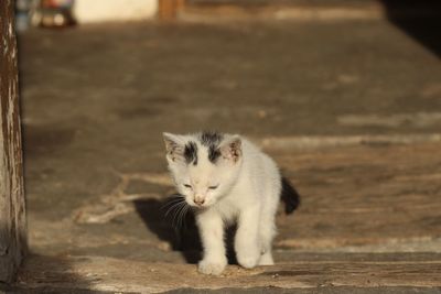 Portrait of cat on floor