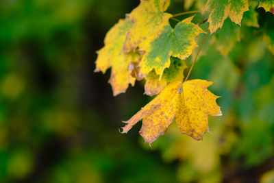 Close-up of yellow maple leaves