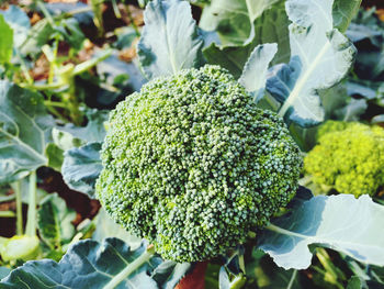 Close-up of fresh green leaves