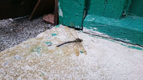 High angle view of lizard