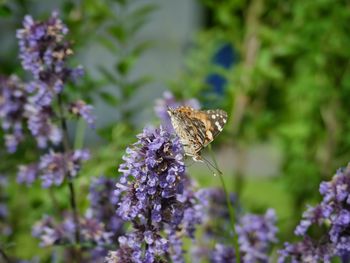 Close-up of butterfly pollinating on purple flower