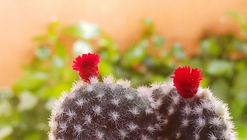 Close-up of fresh red flowers