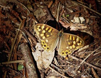 Butterfly perching