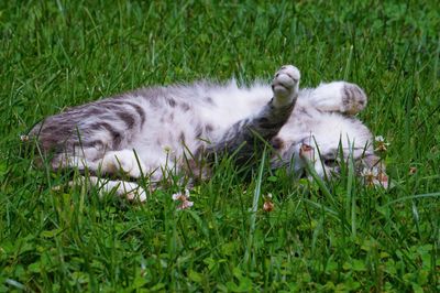 Close-up of cat on grassy field