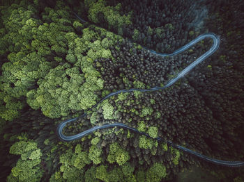 Aerial view of road by trees in forest