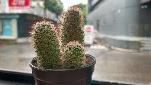 Close-up of potted cactus plant against window