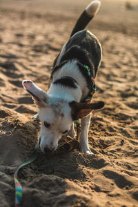 Close-up of a dog on beach